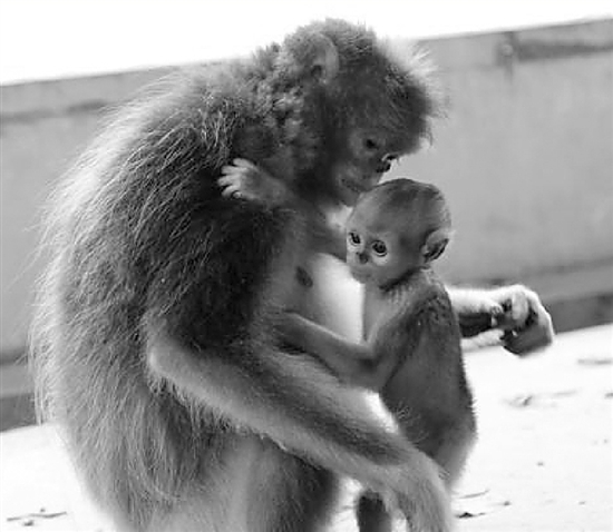 小猴子长相酷似外星萌娃 杭州小金丝猴成网红
