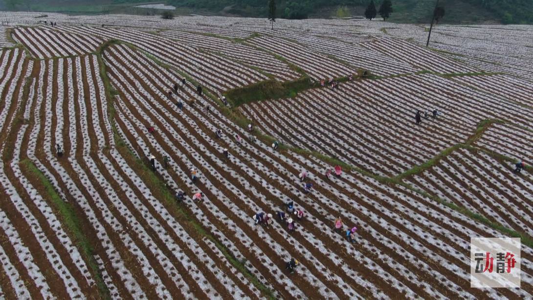 脱贫攻坚|【脱贫攻坚走基层·决战一线看落实】贵州纳雍：劳务就业扶贫何惧山高路远（上）