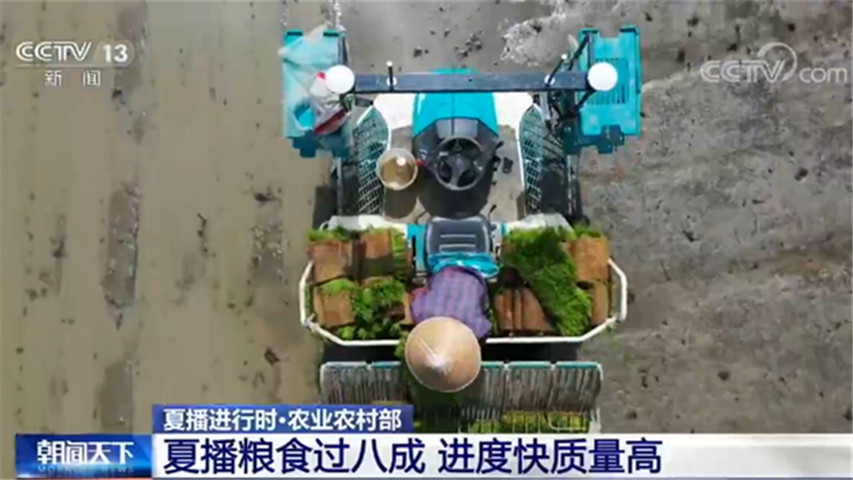 夏播|夏播进行时 | 农业农村部：夏播粮食过八成 进度快质量高