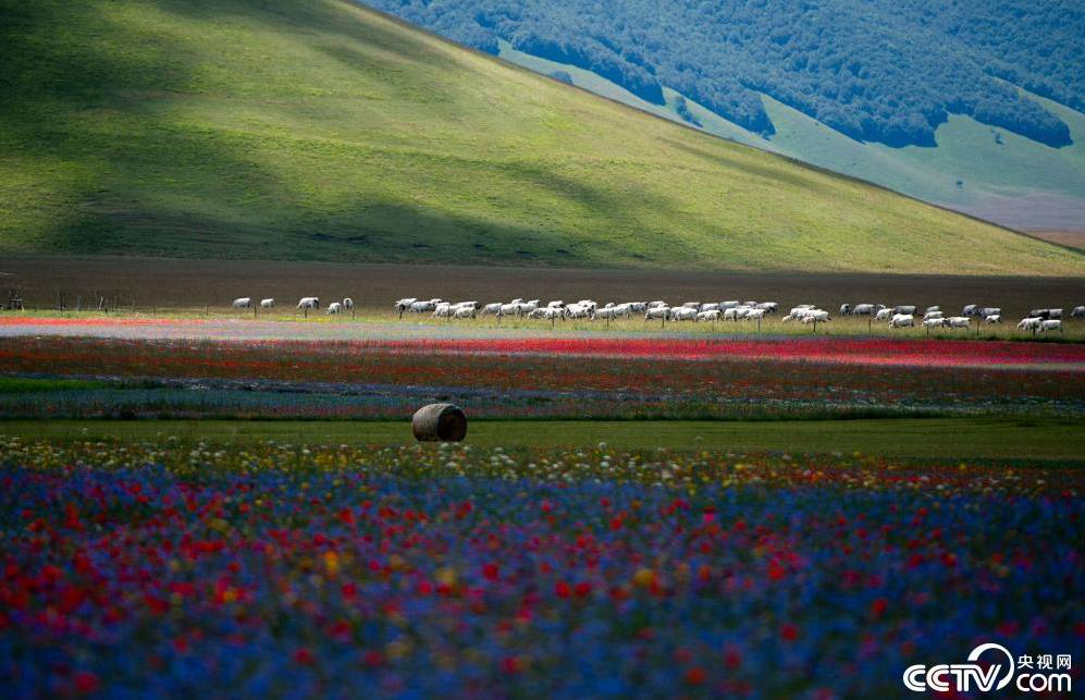 8点见|【8点见】王毅：中国不会也不可能变成另一个美国