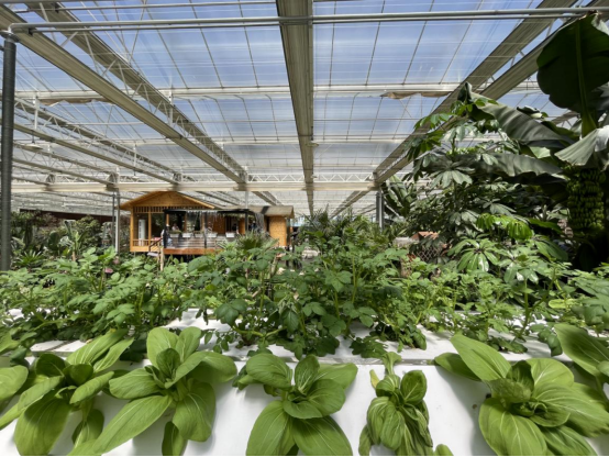 塔元庄村现代农业科技生态园