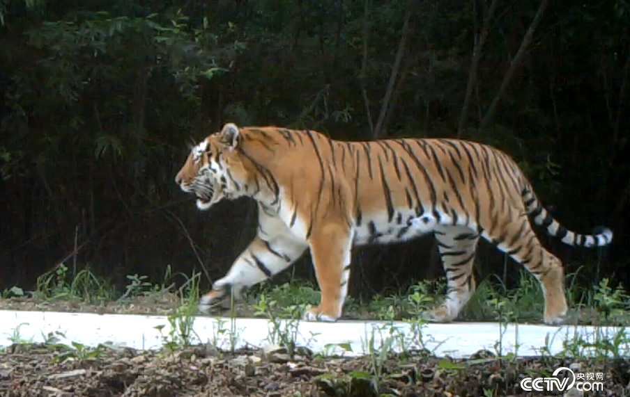 东北虎豹国家公园供图