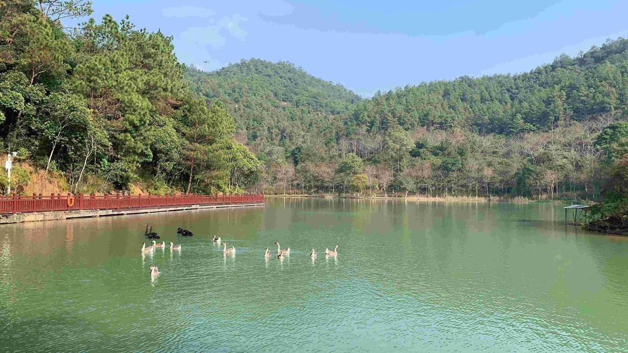 白江湖森林公园是生物多样性非常丰富的“自然宝库”