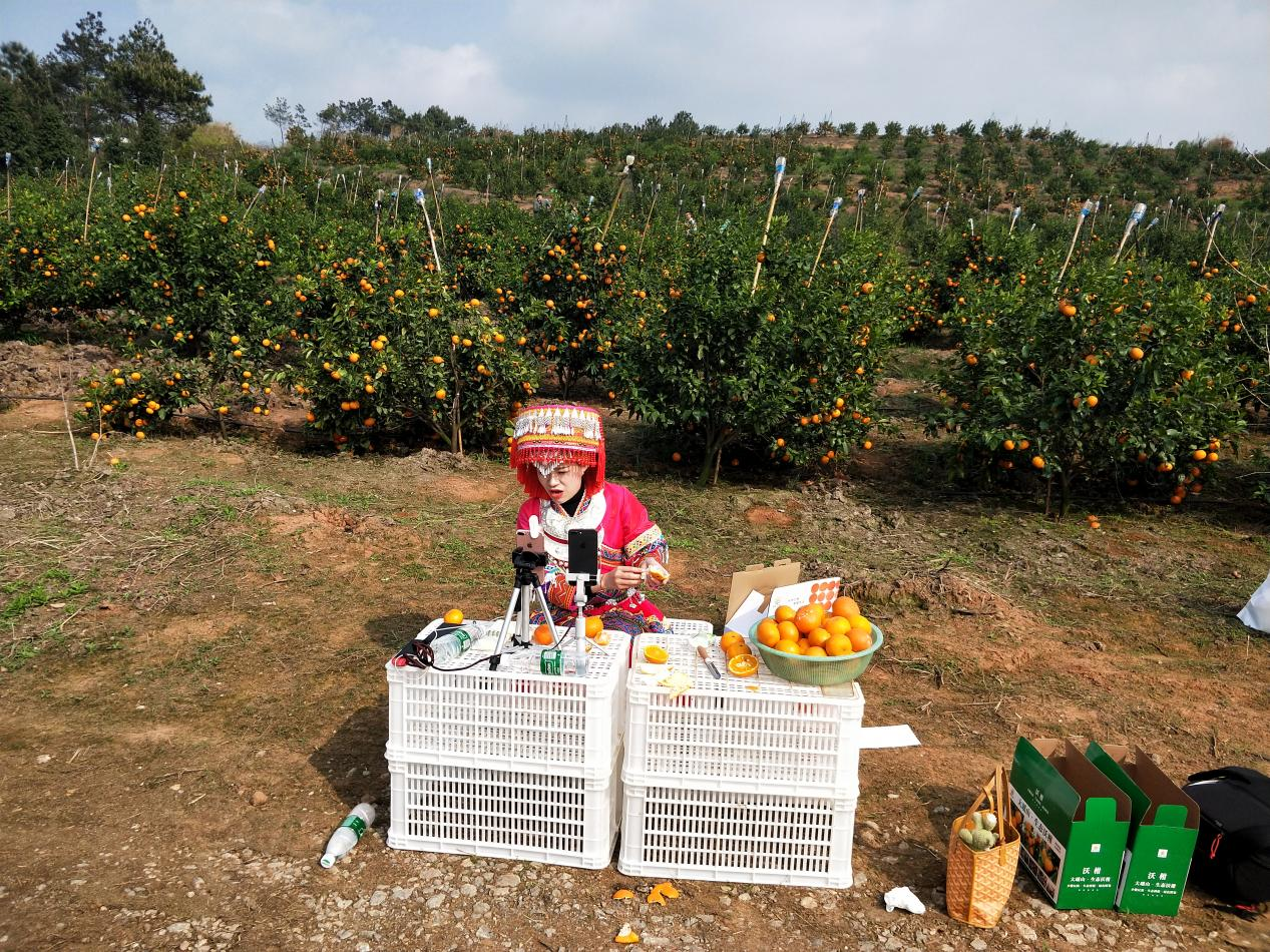 沃柑销售直播(陈绍红/摄)