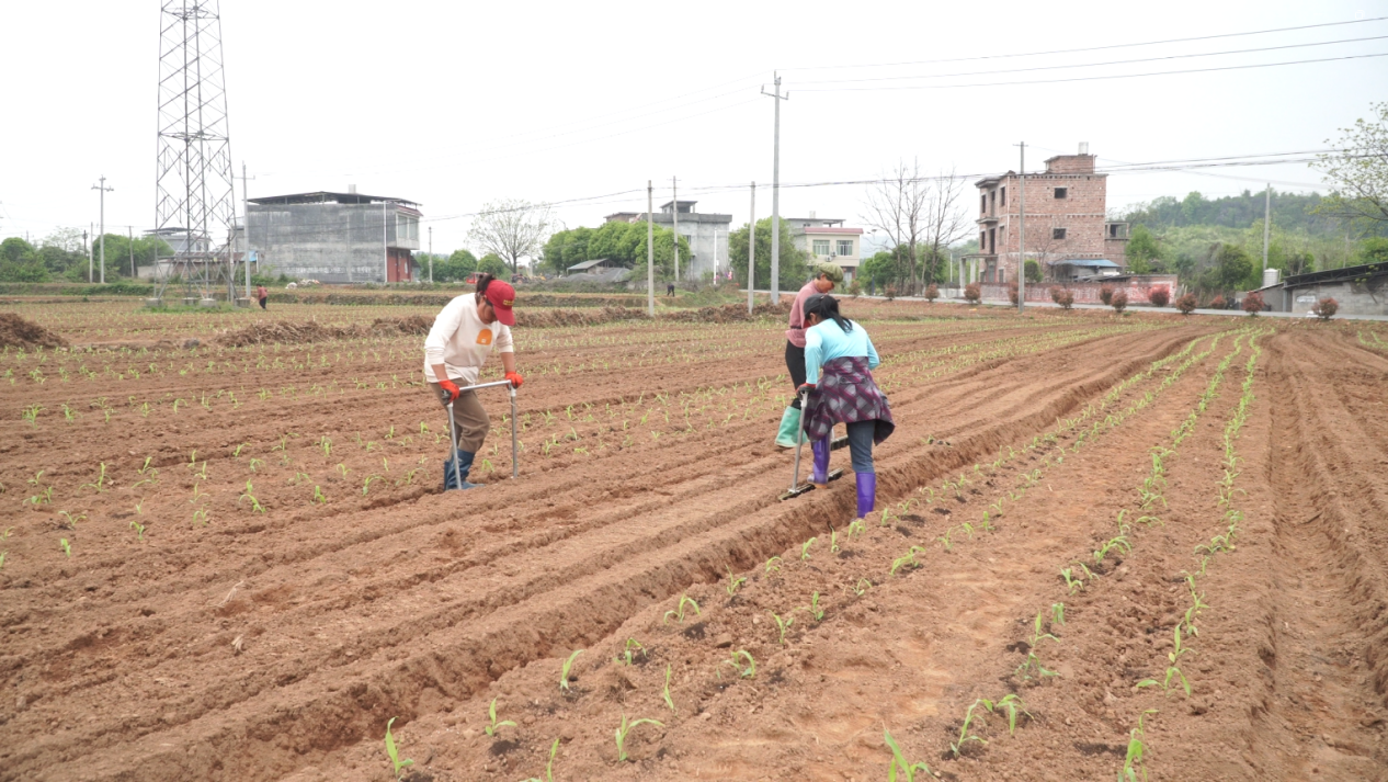农户正在基地作业(张建/摄)