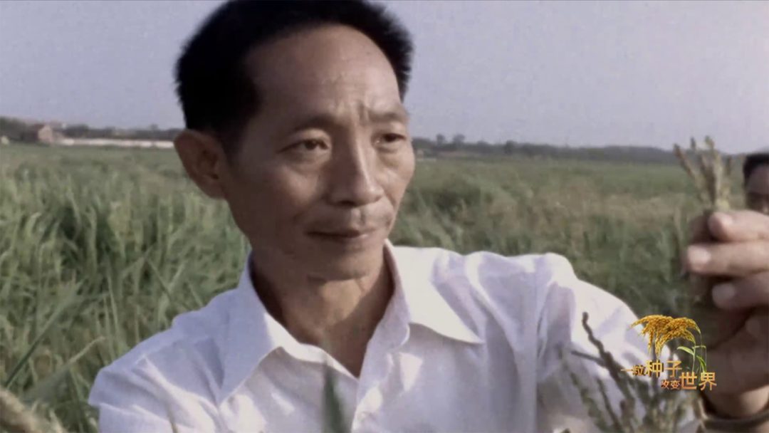 袁隆平研究杂交水稻