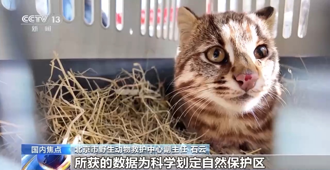 金雕、豹猫等放归自然八达岭林场迎特殊“归客”(图3)