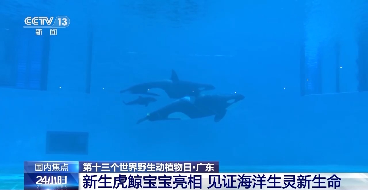 金雕、豹猫等放归自然八达岭林场迎特殊“归客”(图4)