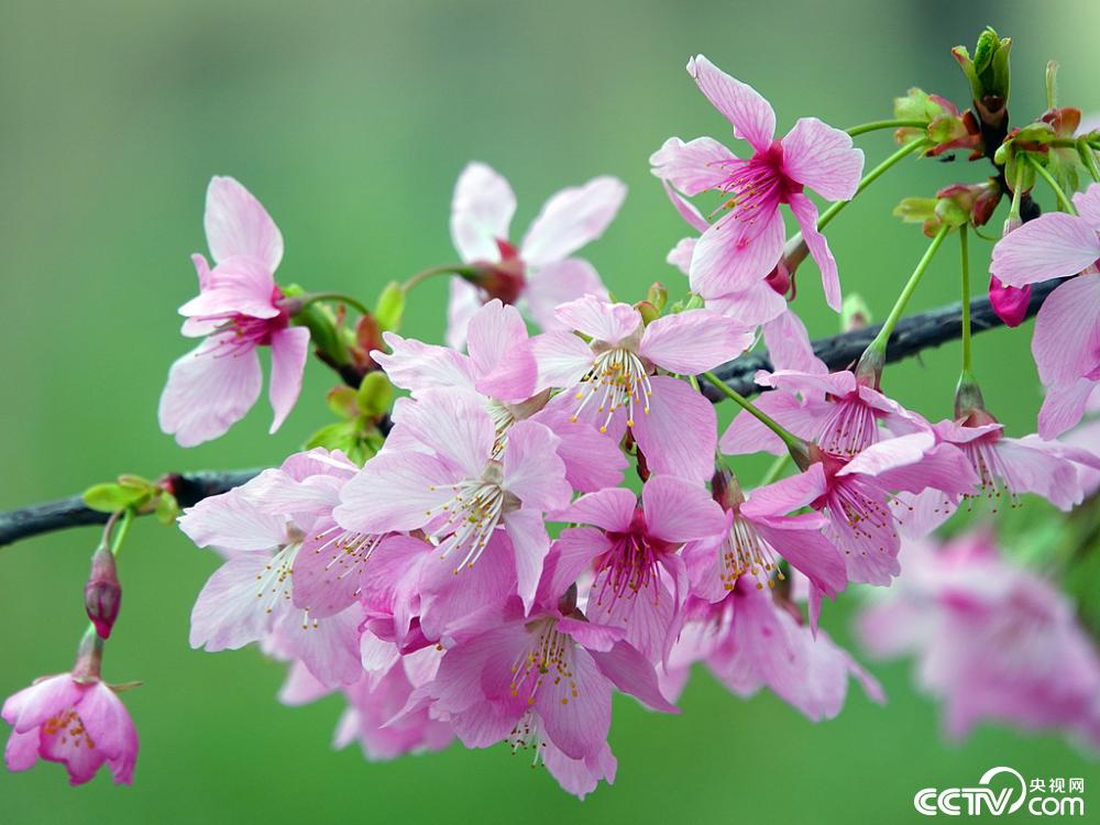 【8点见】全国多个景区官宣免门票(图5)