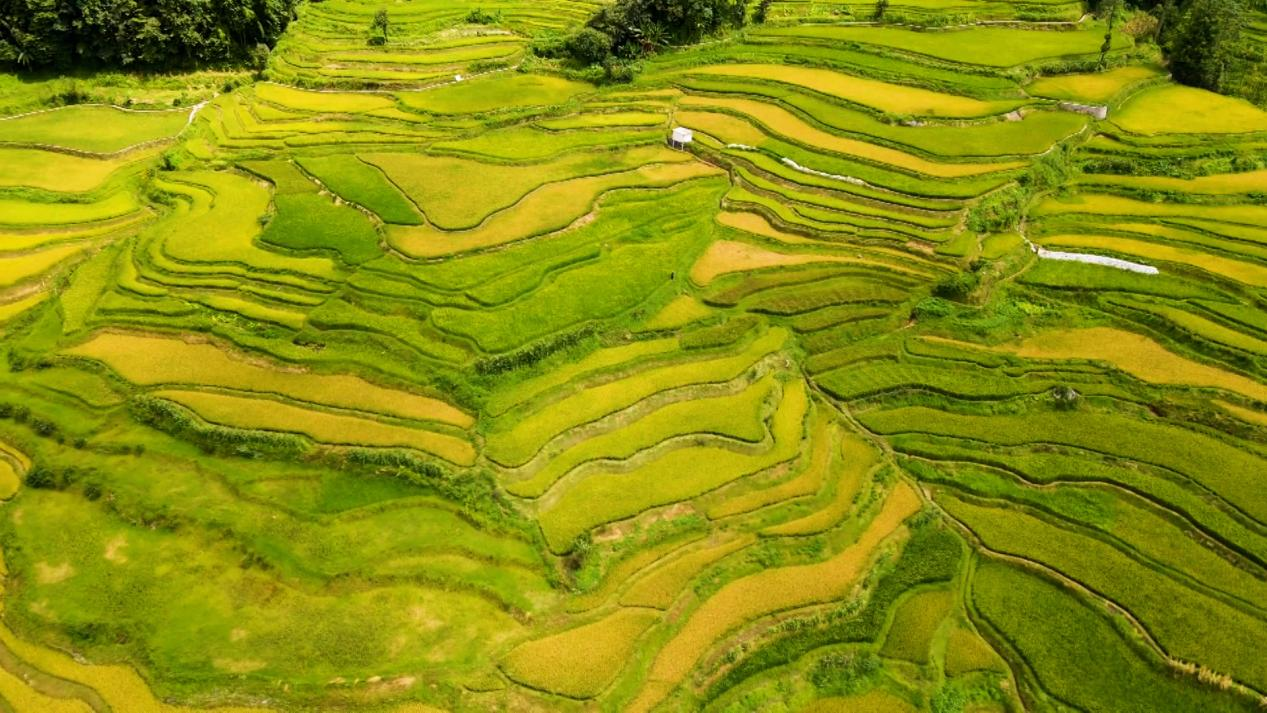 哈尼梯田 红河州文化和旅游局供图