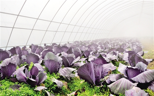 南川 在国家级示范区平台上快速推进农业现代化