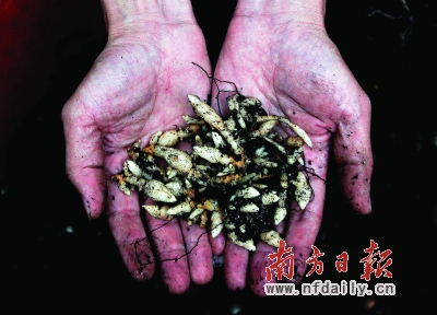 富了藏民 白了头发