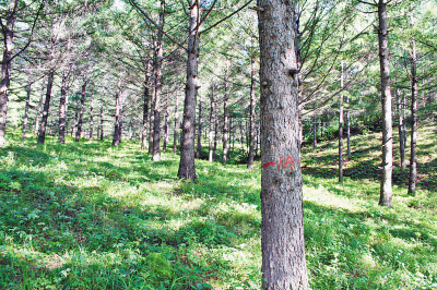 再发力,为国家生态安全谱华章