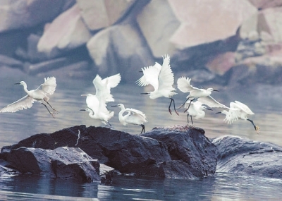 渔港·鹭港·泉港