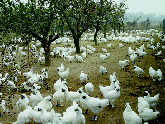 特色养殖的安丘路径