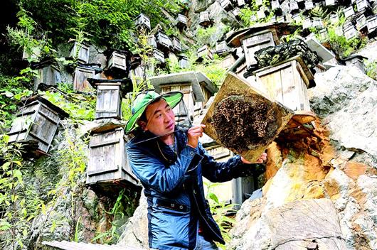 图文:神农架原始林区成为中华蜜蜂繁衍的诺亚