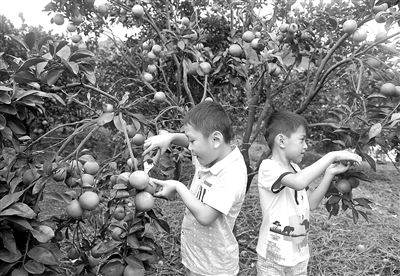 海南整合休闲农业资源