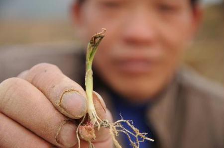 A&nbsp;farmer&nbsp;shows&nbsp;a&nbsp;dying&nbsp;maize&nbsp;seedling&nbsp;at&nbsp;Linwang&nbsp;Village&nbsp;in&nbsp;Donglan&nbsp;County,&nbsp;southwest&nbsp;China's&nbsp;Guangxi&nbsp;Zhuang&nbsp;Autonomous&nbsp;Region,&nbsp;March&nbsp;11,&nbsp;2010.&nbsp;The&nbsp;sustaining&nbsp;severe&nbsp;drought&nbsp;has&nbsp;ravaged&nbsp;the&nbsp;region&nbsp;and&nbsp;other&nbsp;three&nbsp;provinces&nbsp;in&nbsp;southwest&nbsp;China&nbsp;since&nbsp;October&nbsp;last&nbsp;year.&nbsp;(Xinhua/Wei&nbsp;Lifu)&nbsp;