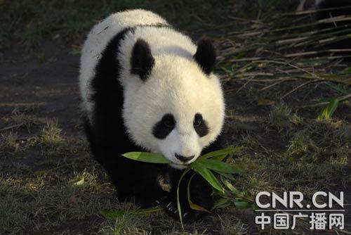 Fulong&nbsp;is&nbsp;returning&nbsp;to&nbsp;China&nbsp;after&nbsp;two&nbsp;years&nbsp;of&nbsp;bringing&nbsp;joy&nbsp;to&nbsp;people's&nbsp;lives&nbsp;at&nbsp;an&nbsp;Austrian&nbsp;zoo.&nbsp;Fulong&nbsp;is&nbsp;coming&nbsp;home.