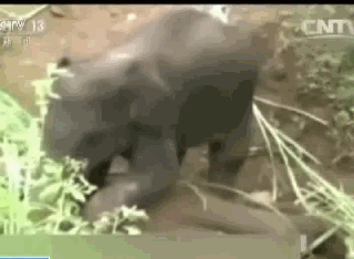 【gif讲故事】眷恋!母象突然死亡 小象不愿离开