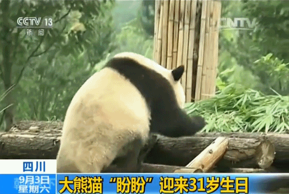 视频:大熊猫盼盼度过31岁生日 你还记得它吗