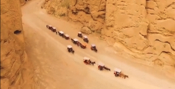 峡谷内,村民们准备的驴车整齐地排好队接送游客.