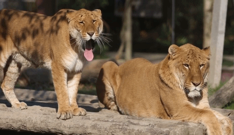 动物打哈欠连连看