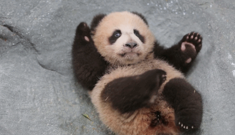 壁纸 大熊猫 动物 478_275 gif 动态图 动图