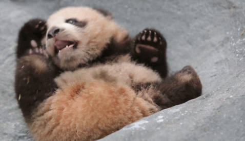 萌翻了!大熊猫花生爱上