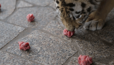 牛肉汤圆小虎最爱