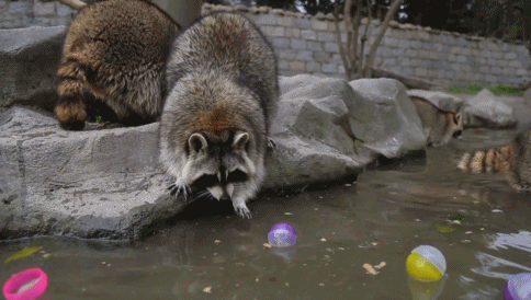 今天你吃汤圆了吗?(央视记者 王殿甲 上海动物园 倪丽 图/邵辰辉)