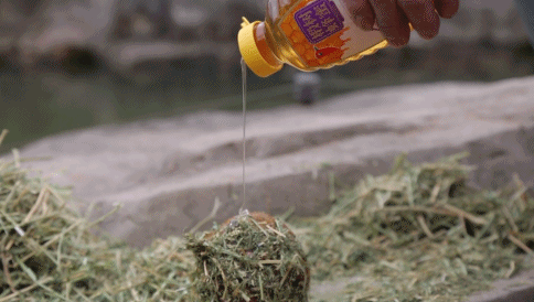 节尾狐猴最爱红枣和葡萄干馅的汤圆;