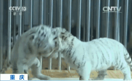 重庆:孟加拉白虎产双胞胎 超萌宝宝