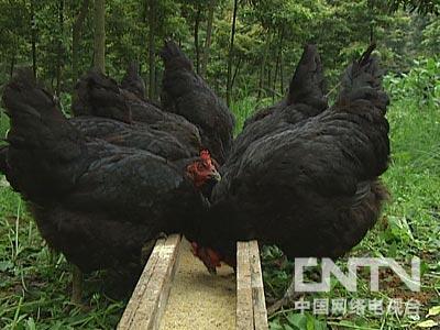 [每日农经]山林里的黑康鸡(2010.8.5)