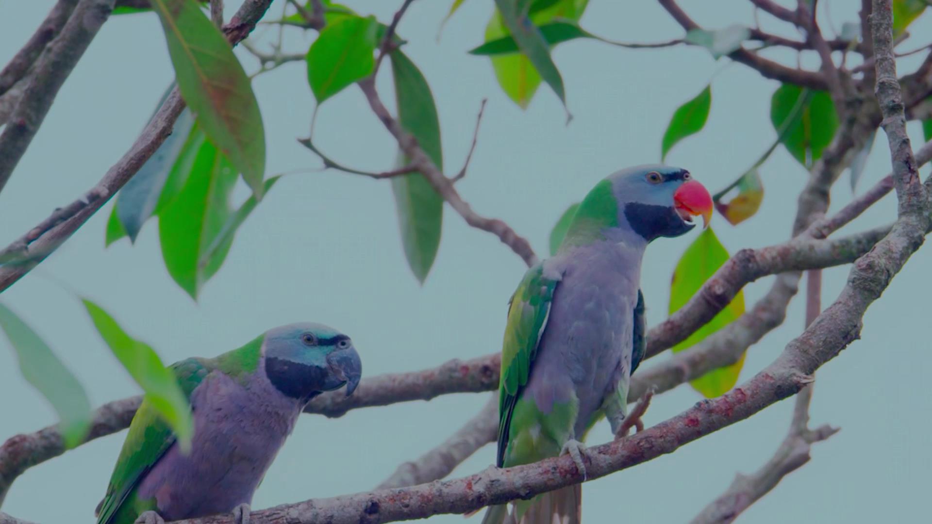 大紫胸鹦鹉：食性杂羽色艳