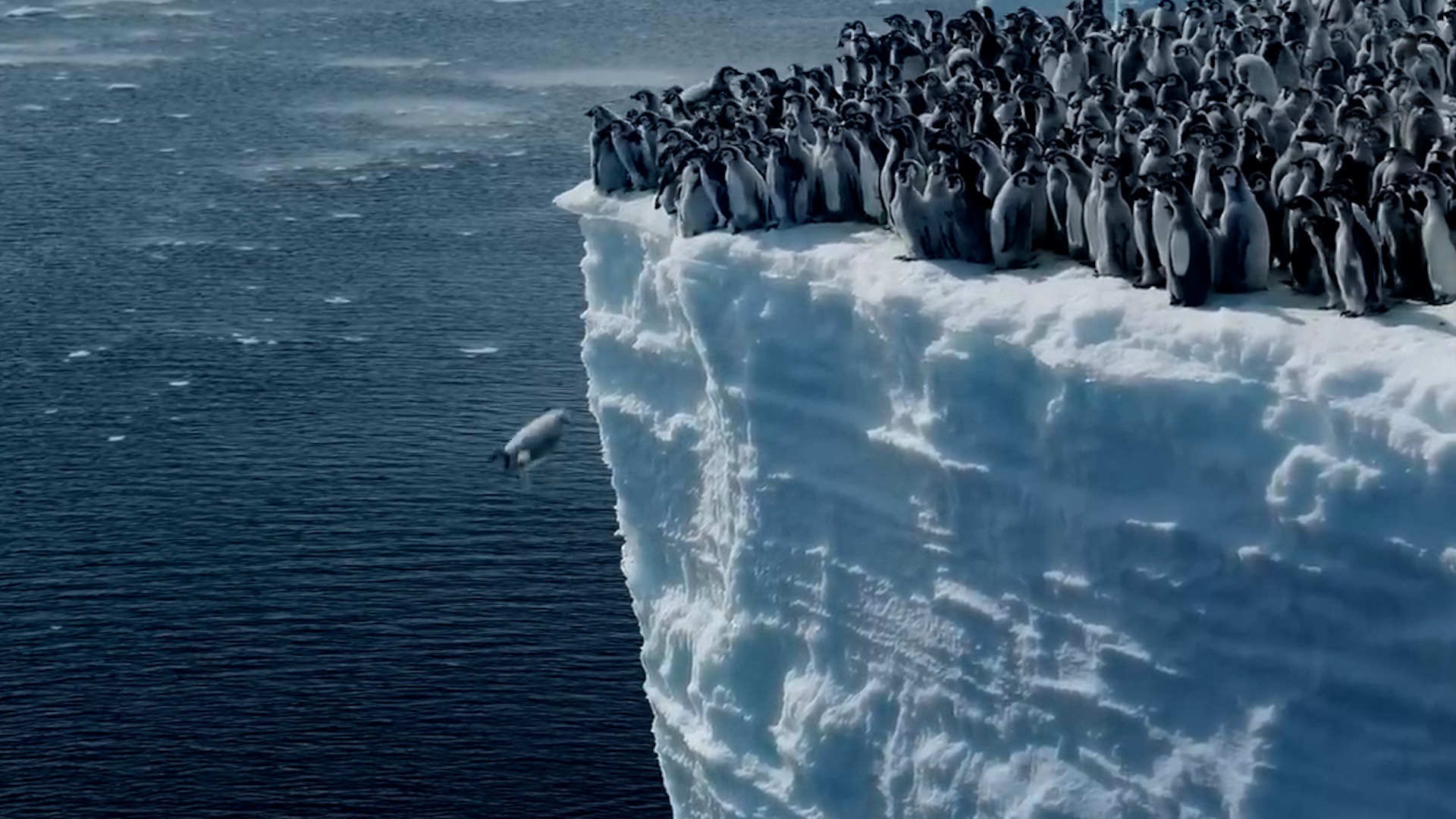 生涯第一跳！700只帝企鹅幼崽冰崖排队跳水