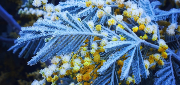 "炸弹气旋"过后 巴西南部迎来霜冻现象