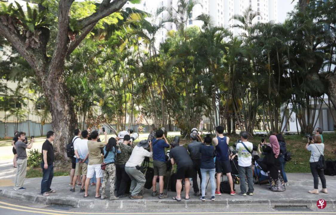 罕见猫头鹰现身新加坡闹市区 引摄影发烧友拍照围观