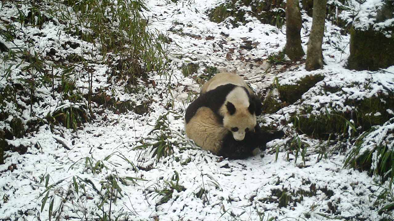 大熊猫国家公园:野生大熊猫母子嬉戏 发现其暂居所