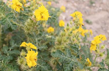 生态环境部更新外来入侵物种名单 一起来涨点知识