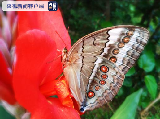 中国蝴蝶谷上亿只蝴蝶集中破茧成蝶!_新闻_央视网(cctv.com)