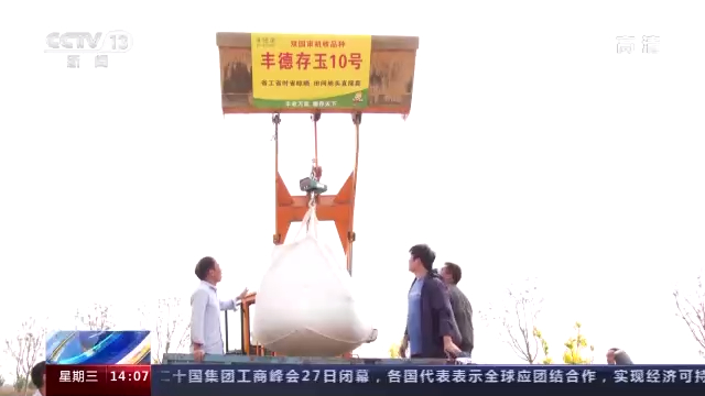 十三五 玉米项目获得大突破新品种 丰德存玉10号 产量高