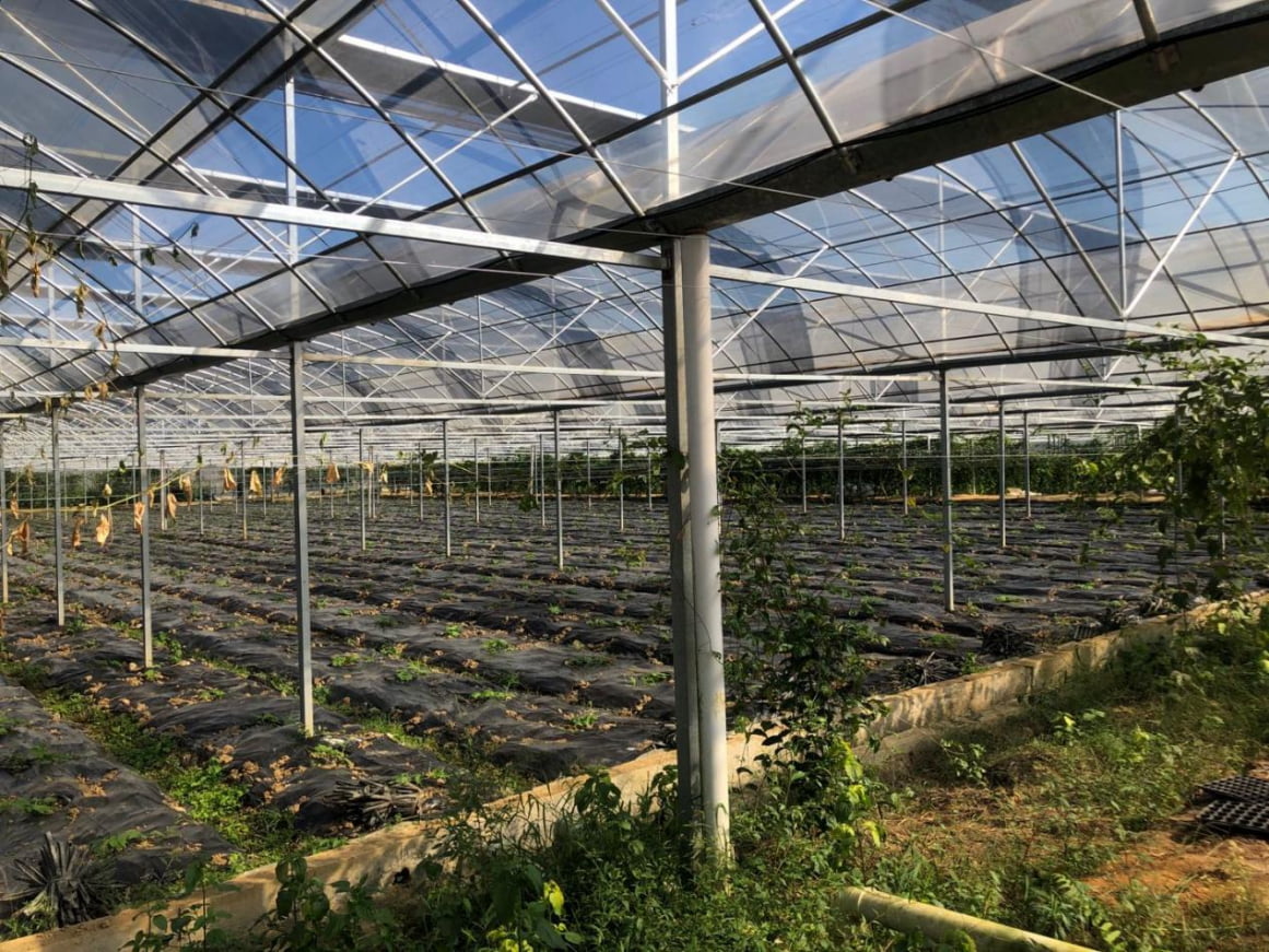 刘日伟下定决心返回家乡一边守着心爱的姑娘一边能发展产业正值中国农