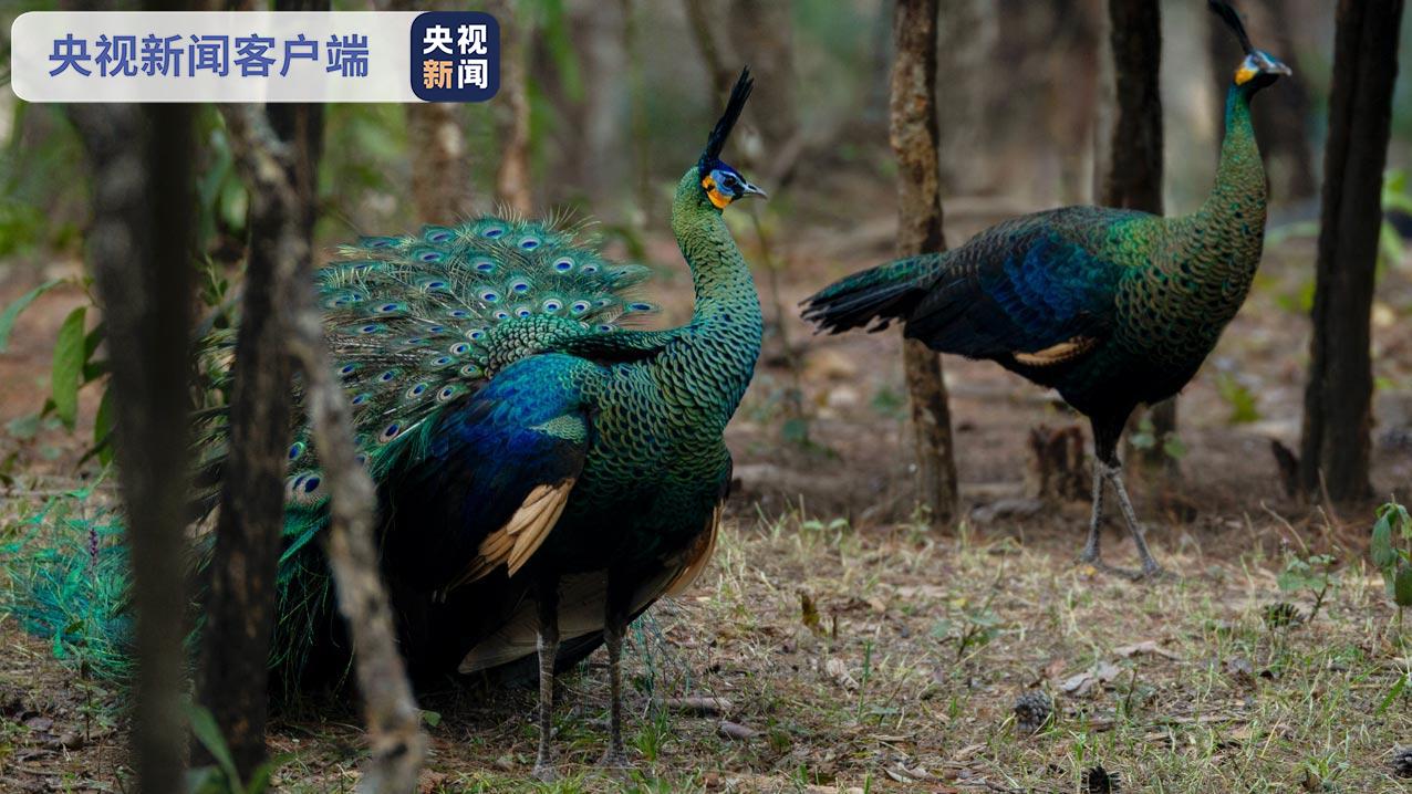 世界野生动植物日聆听林间绿孔雀的声音