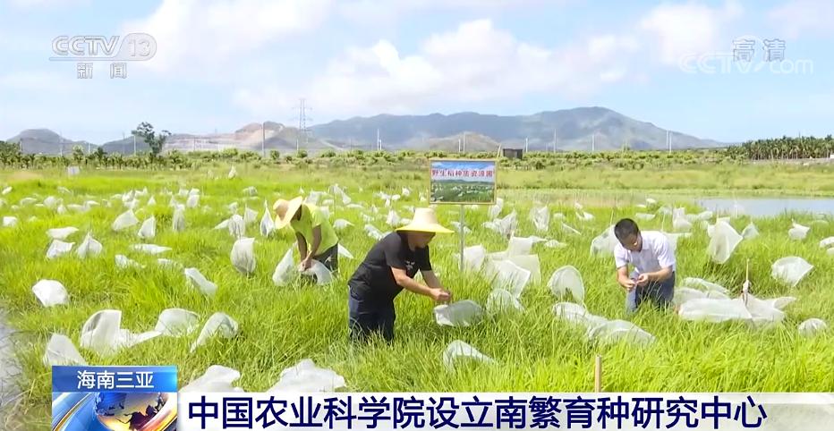 中国农业科学院在海南三亚设立南繁育种研究中心