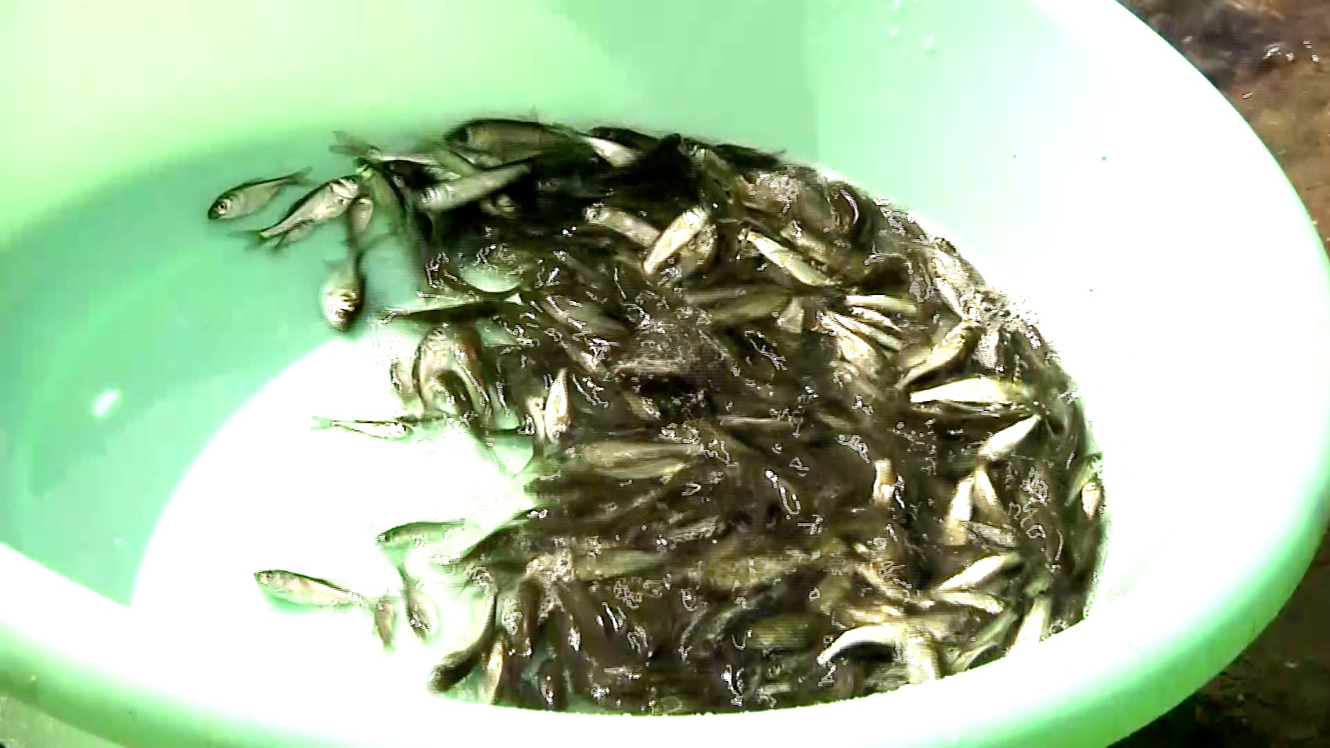 江西九江170万尾夏花鱼苗投放长江由非法捕捞案被告人买单