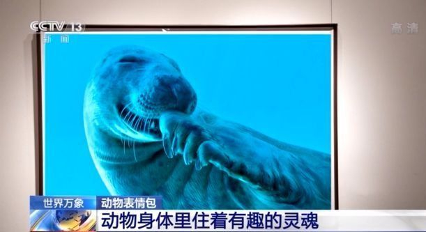 感知动物界的emoji 超萌的表情包快来收藏