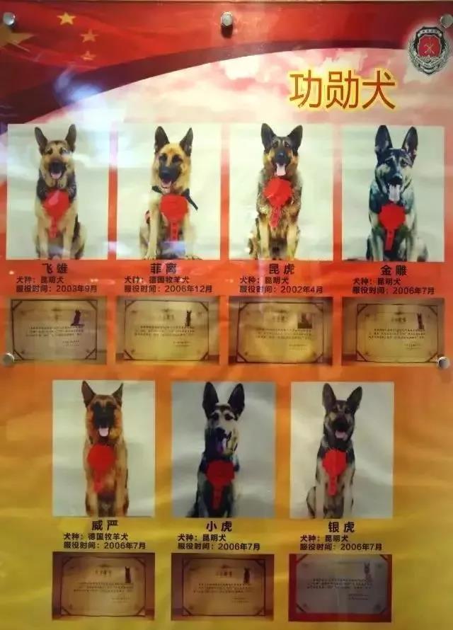 泪目512汶川地震英雄搜救犬银虎走了