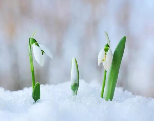 立春之美,没有桃花肉红,萱草绿肥的艳俗,完全是一种淡雅的静静等待着