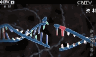 韩春雨团队在其论文中报告称,他们发明了新的基因编辑技术ngago-gdna